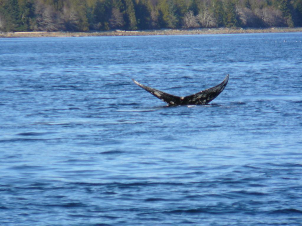 203 At Water'S Edge Daire Ucluelet Oda fotoğraf